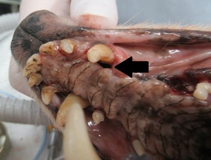 歯科４.jpgのサムネール画像