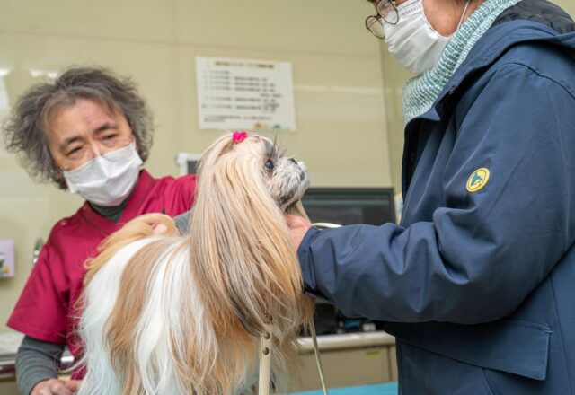 犬の僧帽弁閉鎖不全症ってどんな病気？症状や治療法を解説