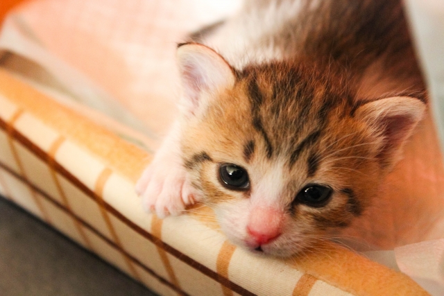 仔犬・仔猫を迎えたら│お家での過ごし方・ごはん編