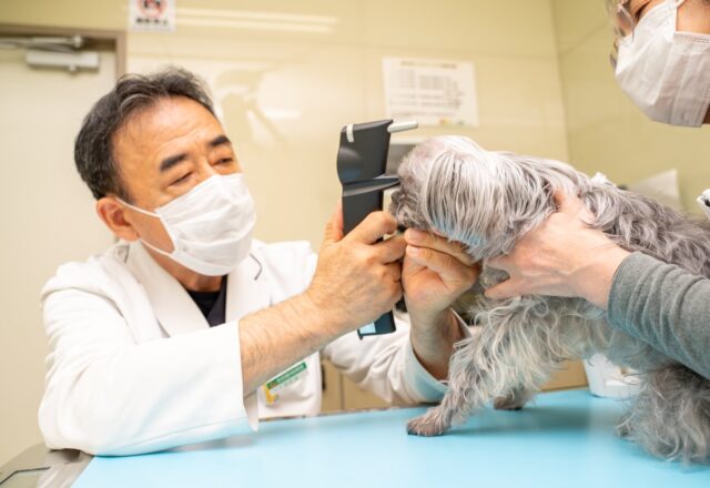 食べてしまうと中毒の原因になることも｜犬と猫の誤飲誤食について