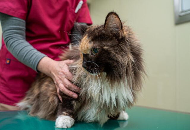 高齢猫がごはんを食べているのに痩せていく…実は病気が隠れていることも｜猫の甲状腺機能亢進症について