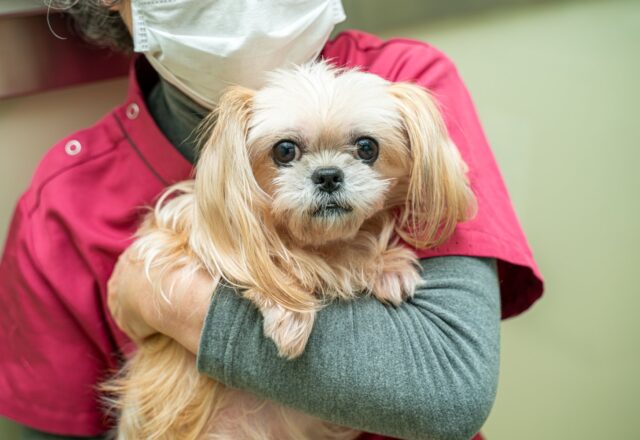 多飲多尿や腹部膨満、脱毛などの症状が見られる｜犬の副腎皮質機能亢進症について