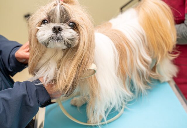 犬や猫の歯周病について｜放置してしまうと歯が抜けたり、骨が折れたりしてしまうことも