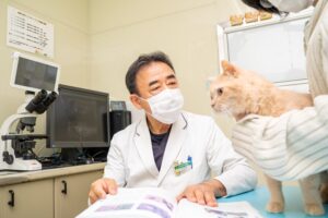 猫の鞍血栓