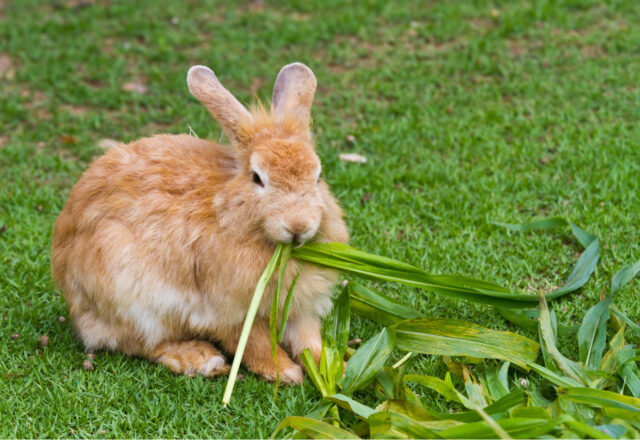 ウサギの不正咬合について｜ウサギの歯が伸びすぎている？