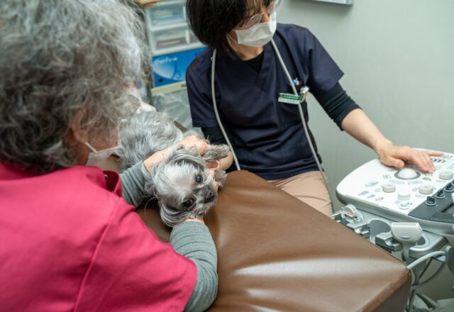 犬の短頭種気道閉塞症候群について｜いびきや音を立てて呼吸していたら病気かもしれない