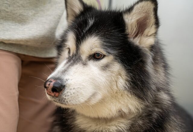 犬の吠え癖について｜吠える際のしつけ対策や注意点を解説