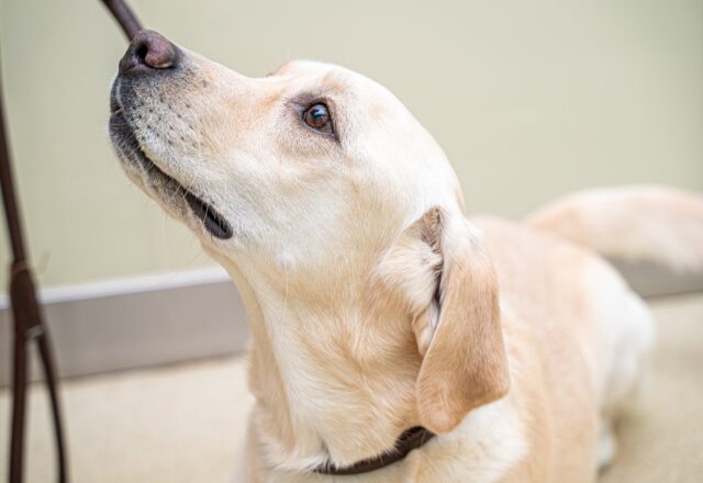 散歩中に犬が吠える原因は？｜対処法やトラブルについても解説