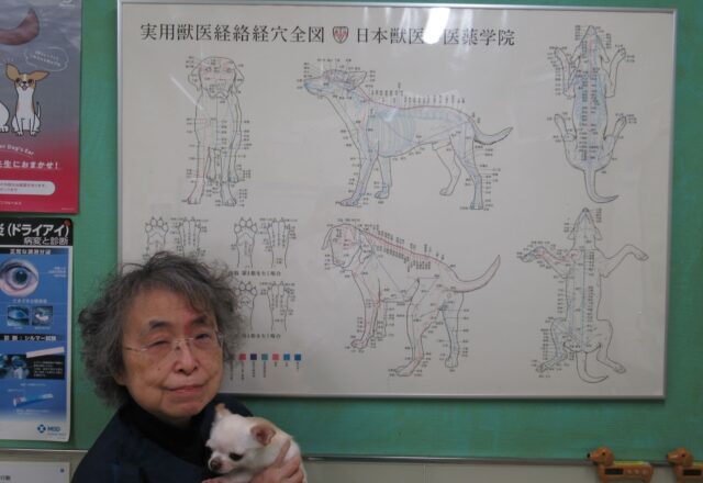 犬や猫における漢方薬や鍼灸など東洋医学について