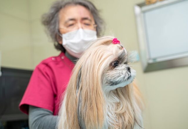 犬がうんちを食べる？！食糞やしつけについて