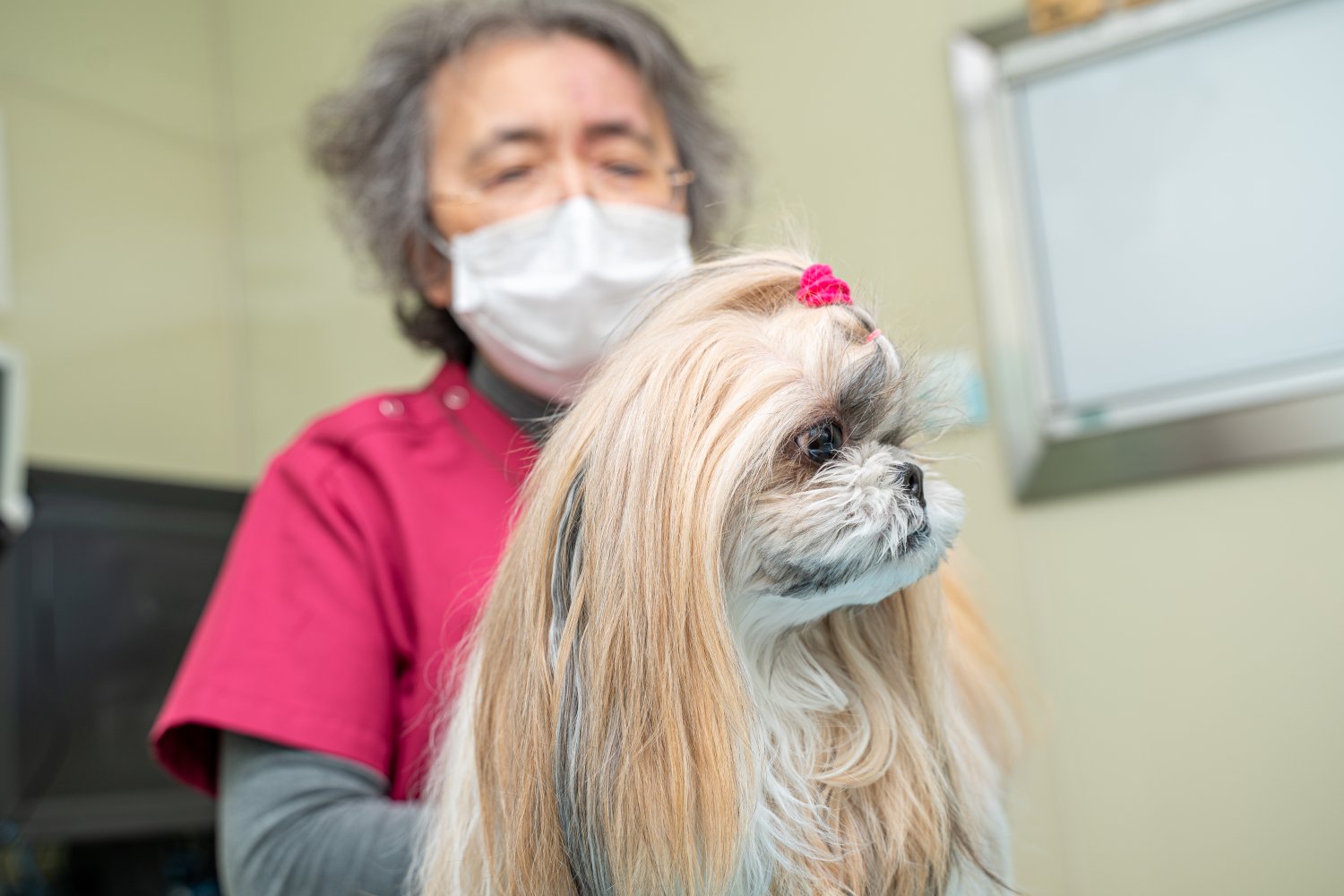 犬がうんちを食べる理由とその止め方