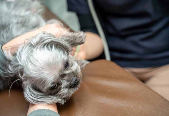 犬の歯磨きについて｜歯周病予防が長生きの秘訣
