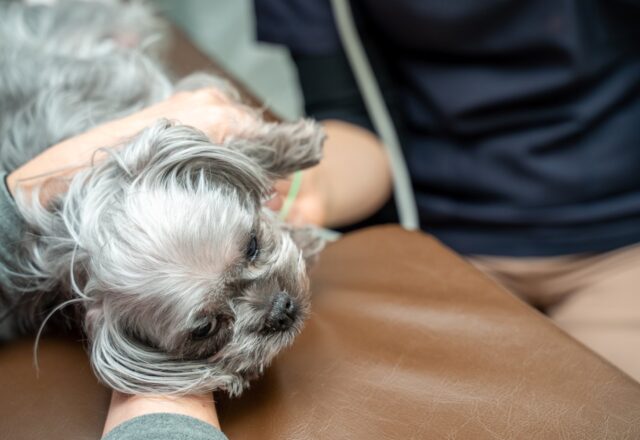 犬の歯磨きについて｜歯周病予防が長生きの秘訣