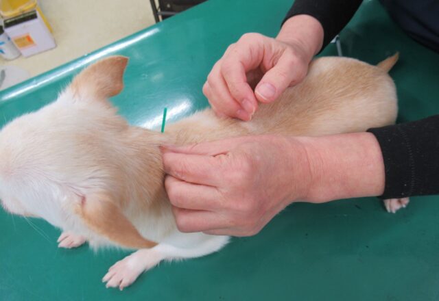 犬や猫における鍼灸について｜自然治癒力を高める