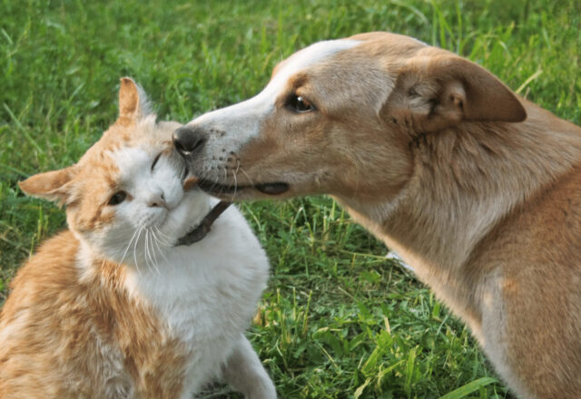 動物の漢方治療について｜自然の力で健康を守る