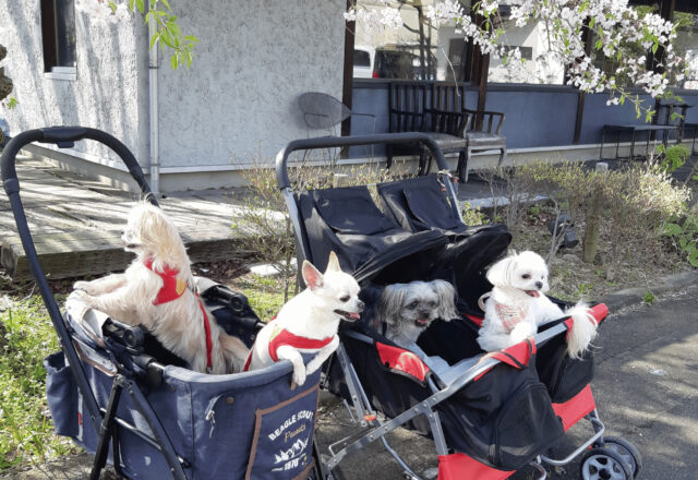 犬の拾い食い｜飼い主様が知っておくべきリスクと対策