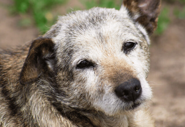 犬の認知症｜早期発見と対処法を獣医師が解説