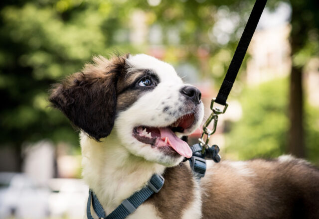 愛犬との散歩を楽しもう！基本から学ぶ上手な散歩の仕方