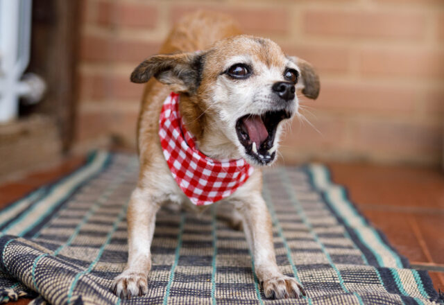 愛犬のストレスサインとその解消法について