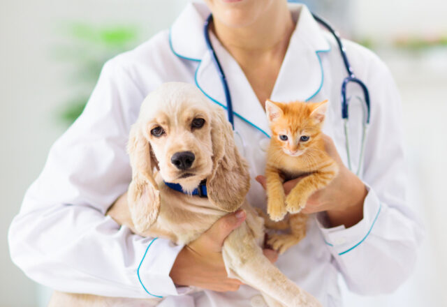 犬・猫の膵炎とは？知っておきたい症状から治療まで解説