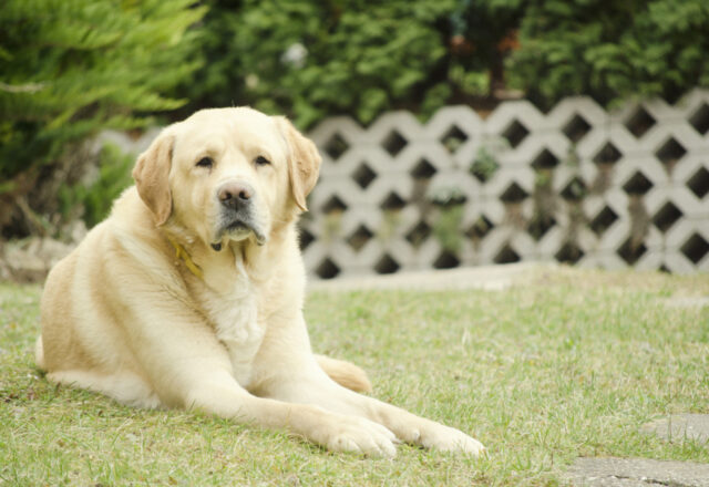 【獣医師監修】犬の甲状腺機能低下症｜症状から治療まで解説