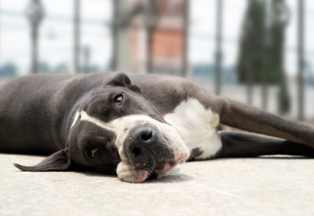 獣医師が教える犬のアジソン病｜症状と診断のポイントを獣医師が解説