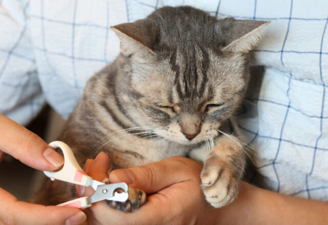 猫の爪切り・爪とぎのお悩みを解決！家庭でできないときのプロのケアとは？
