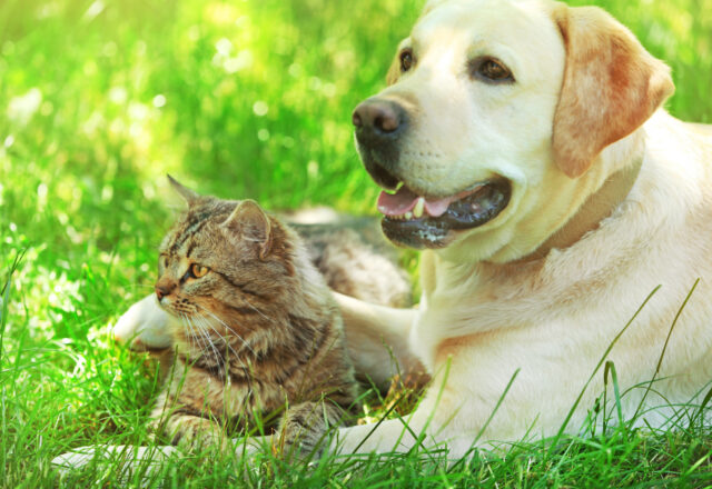 犬や猫も感染するSFTSとは？富山県でも確認された重症ウイルスの正体と予防の重要性