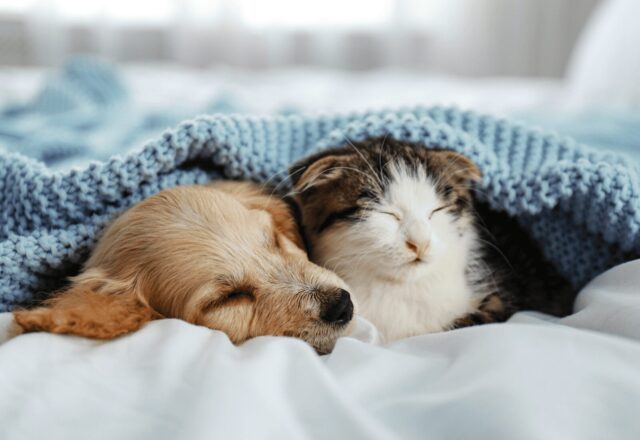 犬・猫の咳の原因や対処法｜風邪だけではない重大な病気のサイン