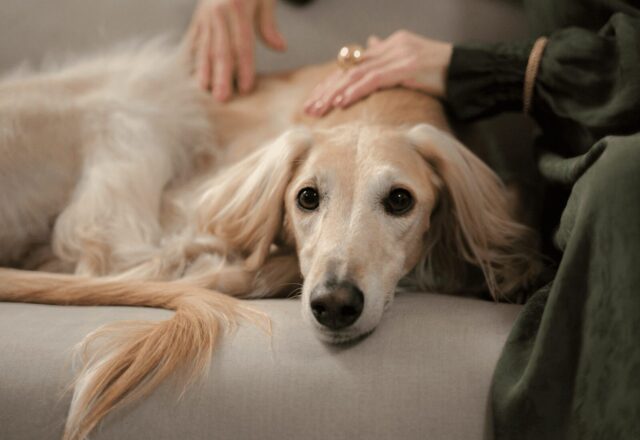 「犬の体にしこりが…これってがん？」良性・悪性の違いとチェックポイント