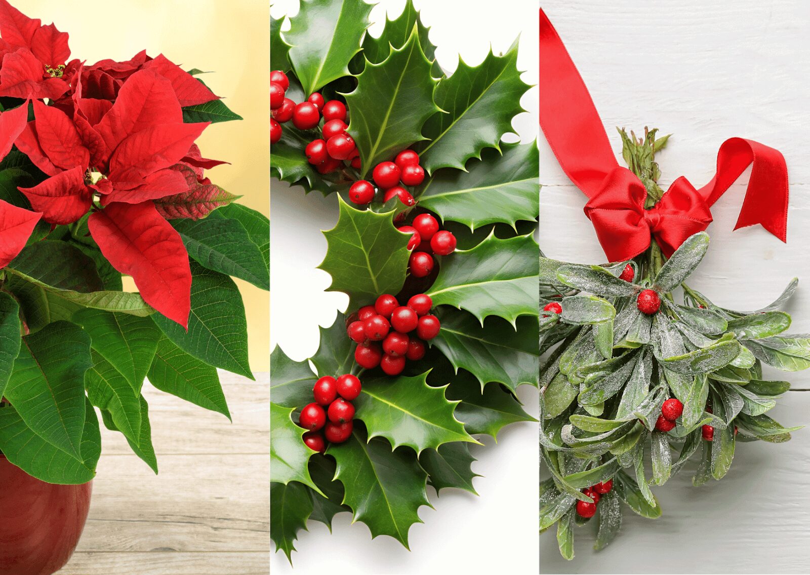左から:緑と赤の葉型の植物「ポインセチア」、クリスマスリース状のトゲトゲした葉と赤い実の「ヒイラギ」、丸みのある葉と赤い実のついた「ヤドリギ」のブーケ