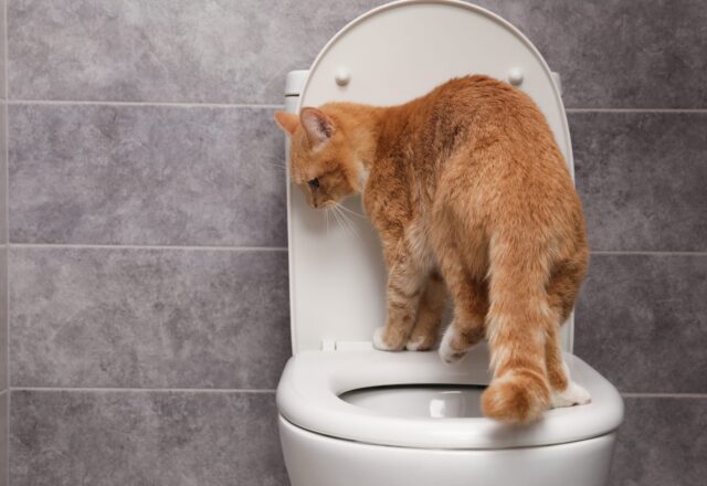 血尿だけじゃない？犬や猫の赤いおしっこに隠れた体からのサイン