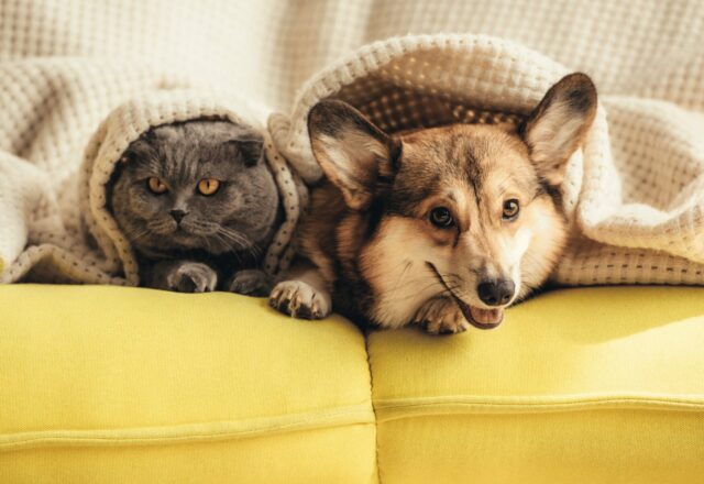 犬や猫の目・口・皮膚が黄色っぽい？黄疸（おうだん）のサインを解説