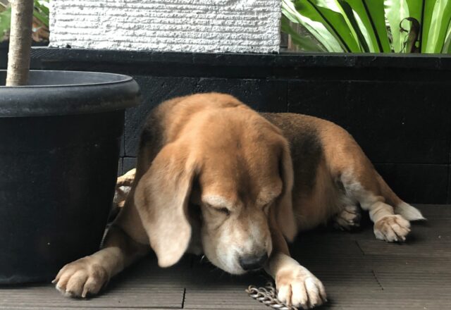 犬の「ガバッ」「ゲコゲコ」は吐出？嘔吐？吐き方の違いと観察のポイント