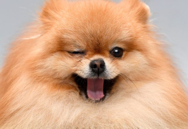 犬や猫の目が白い、濁っているのは危険？白内障に限らない原因や病気