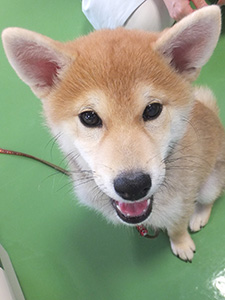 こむぎちゃん